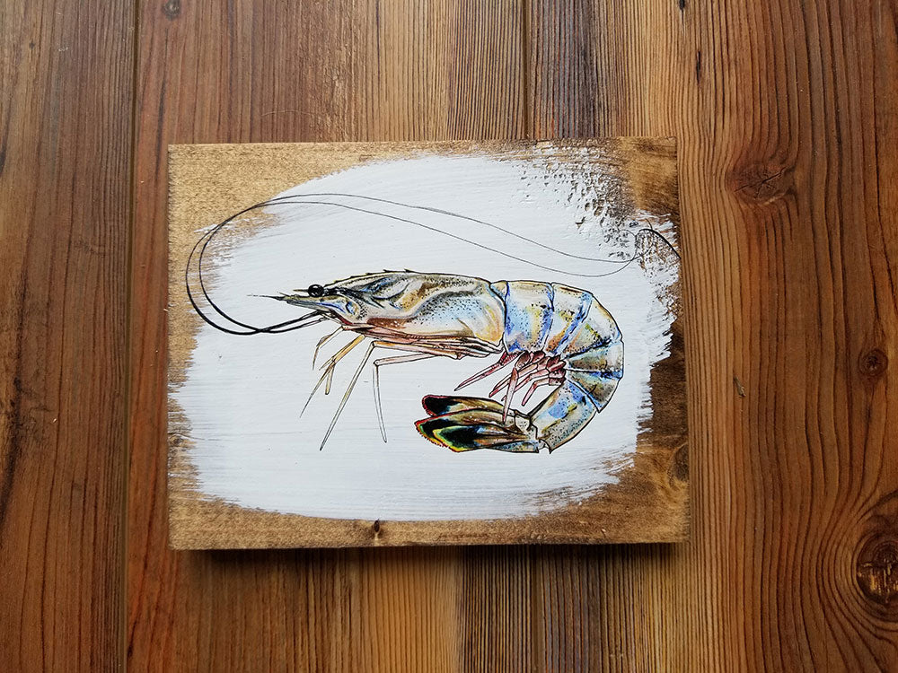 5x7 Shrimp Artwork