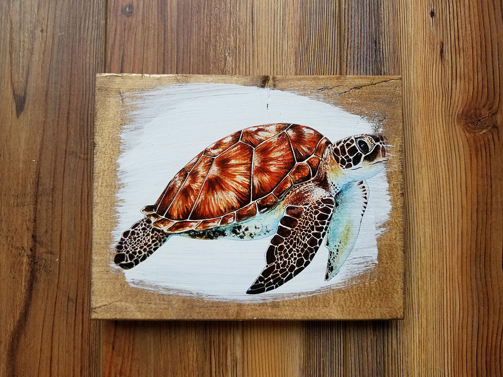 5x7 Turtle Artwork